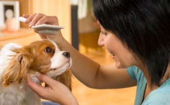 grooming tips for your dog